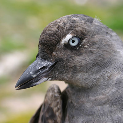 Cassin's auklet Archives - Point Blue