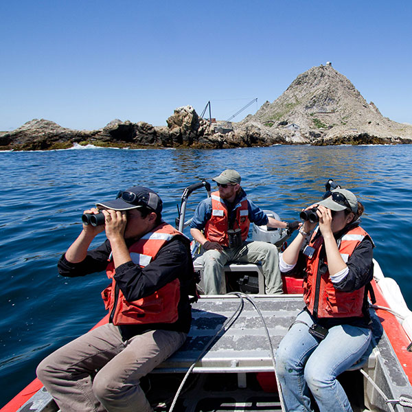 photo Farallon Islands California farallon islands restoration how you can help point blue