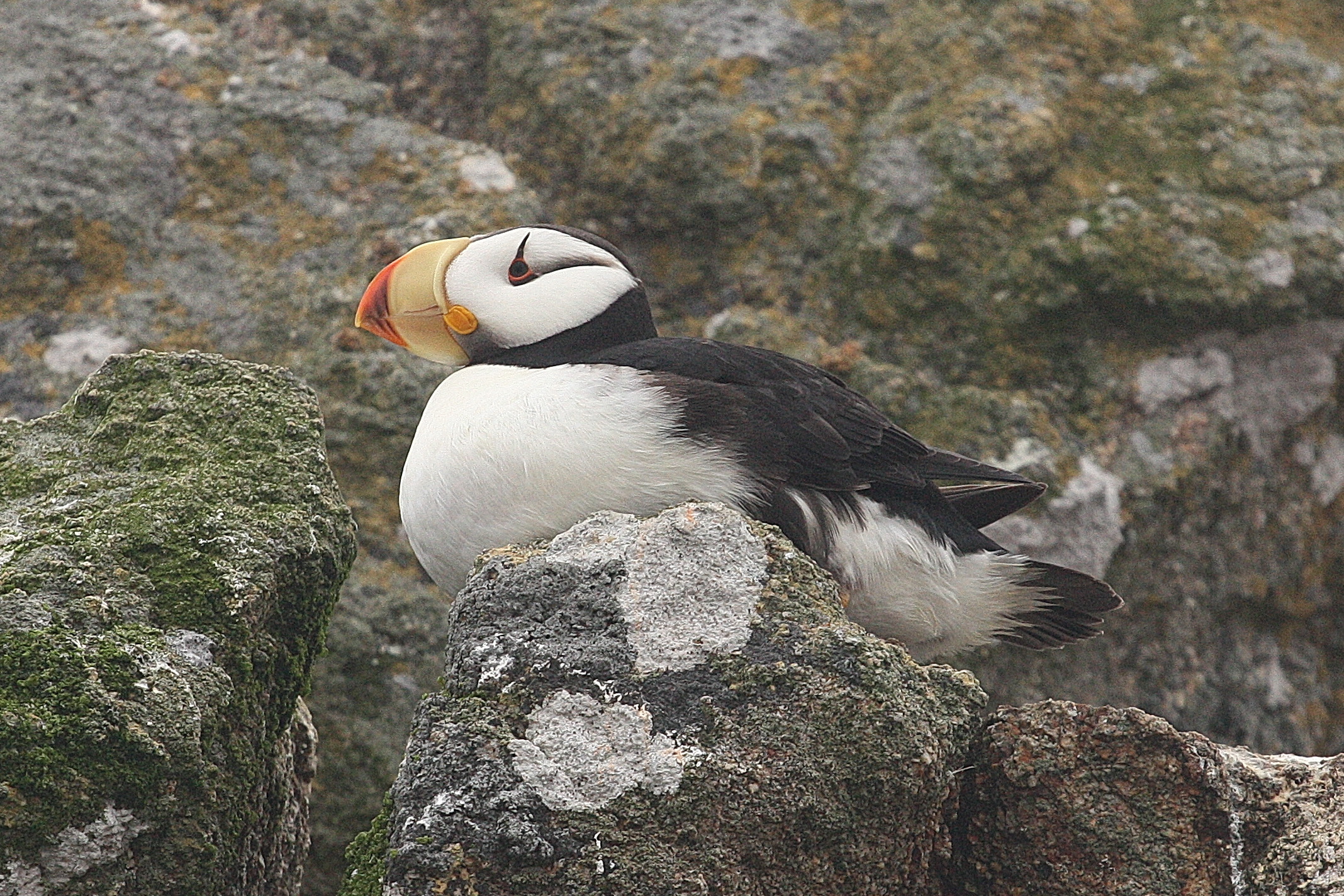 Tufted Puffin - eBird