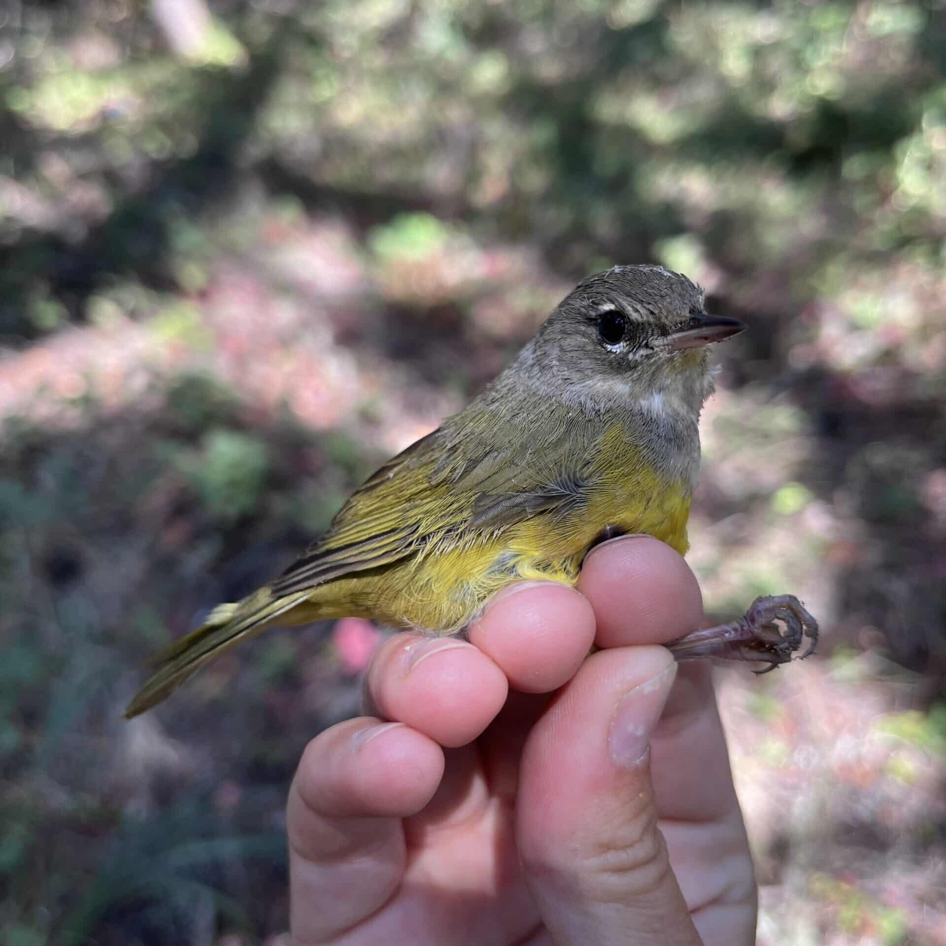 Fall 2025 Banding Summary - Point Blue
